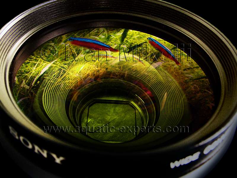 FOTOGRAFIA Y VIDEOGRAFIA de acuarios de agua dulce